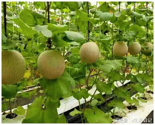 賽罕區(qū) 以初級農(nóng)產(chǎn)品為抓手，加快構(gòu)建新發(fā)展格局，著力推動高質(zhì)量發(fā)展